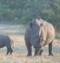 This image shows a rhino with calf.