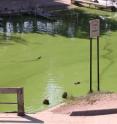 This photo shows an algae bloom in a lake in West Michigan in 2008.