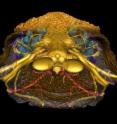 This image shows a reconstruction in three dimensions of the skull of the small fossil fish <i>Romundina</i> (415 million years old) that was scanned at the ESRF. The internal structures of the face reveal the internal anatomy show a mixture of structures of jawless and jawed vertebrates (in anterior view). External bones of two different kinds in orange and pink grey, nerves and cranial cavity in yellow, arteries in red, veins in dark blue and inner ears in light blue; anterior part of the bone rendered semitransparent.