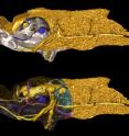 These two images show the skull of the small fossil fish <i>Romundina</i> (415 million years old) scanned at the ESRF and digitally reconstructed in three dimensions. 

The internal structures of the face reveal the internal anatomy show a mixture of structures of jawless and jawed vertebrates (here in left lateral view, top).

External bones of two different kinds in orange and pink grey, nerves and cranial cavity in yellow, arteries in red, veins in dark blue and inner ears in light blue; anterior part of the bone rendered semitransparent in bottom image (bottom).