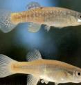 In a new paper published in <i>BMC Evolutionary Biology</i>, researchers found that changes in a receptor protein, called the aryl hydrocarbon receptor 2 (AHR2), may explain how killifish in New Bedford Harbor evolved genetic resistance to PCBs.