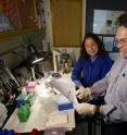 "It's a fascinating example of how human activities can drive evolution," said Mark Hahn, shown here at work in the lab with biologist Diana Franks.