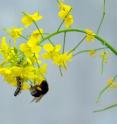 This is a turnip rape with pollinating bumblebee and caterpillar. This is a turnip rape with pollinating bumblebee and caterpillar.