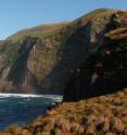 The cliffs along the island of Corvo -- until recently it was unknown how many birds breed there. The cliffs along the island of Corvo -- until recently it was unknown how many birds breed there.