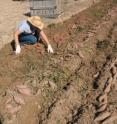 Field experiments and analyses showed that early planting and delaying harvesting practices can result in increased yields and profits for sweetpotato producers.