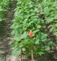 Successful weed control in yellow squash was accomplished with postdirected applications of pelargonic acid.