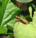 The female bush tiger mantis stalks and captures prey on the ground and undergrowth.