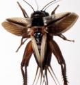 This is a flatwing cricket. This is a flatwing cricket.