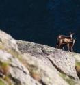 Chamois goats in the Italian Alps are shown.