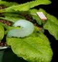This is a cabbage butterfly caterpillar feeding on an <i>Arabidopsis</i> plant where, on an adjacent leaf, a piece of reflective tape helps record vibrations.