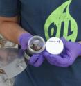 A helper from Chris Reddy's WHOI lab collected oil samples from a Gulf coast beach.