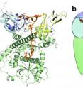 Dis3l2 is protein that preserves the character of stem cells by degrading specific messages. But how does the enzyme know which messages to destroy? CSHL researchers obtained a molecular photograph (imaged on the left) of the protein in complex with a 'poly-U' chain (in orange) that marks messages for degradation. The poly-U chain is inserted into a funnel-like structure deep within Dis3l2 (see cartoon on the right, poly-U chain again in orange). Inside the funnel, there are more than a dozen contacts that capture the poly-U mark so that the entire message can be destroyed.