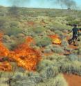 A member of the Martu Aboriginal community in western Australia sets fire to mature spinifex grass as a way to expose burrows occupied by sand monitor lizards, which are then hunted as a major food source. Hill kangaroos -- also known as hill wallaroos or euros -- are hunted in the same areas. A new study from the University of Utah and Stanford University found that setting such small-scale fires (10 acres or less) created a patchy landscape of different ages of vegetation, boosting kangaroo populations by providing them with shoot and fruits to eat in younger patches, and shelter from predators like dingoes in older patches of bush.