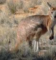 <i>Macropus robustus</i> is a midsized kangaroo also known as a hill wallaroo or euro. This one is from northern Austrlia, but they also inhabit western Australia, where a University of Utah anthropologist found that wallaroo populations are highest at moderate distances from Martu Aboriginal communities. In those places, moderate levels of human disruption -- grass burning to help hunt lizards and also hunting of kangaroos -- suggest Aboriginal efforts to feed themselves also benefited their prey, kangaroos, in a relationship that evolved during the past 2,000 years or more.