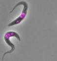 <em>T. brucei</em> parasites in the trypomastigote stage (left) adopt a very different shape compared with the epimastigote-like cells induced by suppression of a key protein (right).