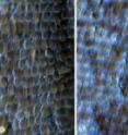 Yale University scientists were able to change the color of a butterfly's wings in six generations. These images illustrate the change in wing color for the species <i>Bicyclus anynana</i>, from brown to violet.