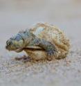 A Giant South American river turtle hatchling emerges from its shell.