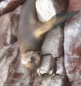 New research shows that tuberculosis likely spread from humans in Africa to seals and sea lions that brought the disease to South America.