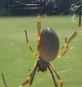 This is a photo of an orb-weaving spider.