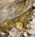 This image shows LaDuke hot spring in Gardiner, Montana, along the Yellowstone River, near Yellowstone National Park. The images show the rich mat community of chlorophototrophic bacteria that grow along the hot spring's effluent channel. The dark-green-colored organisms are mainly cyanobacteria.