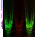 Cell division in the root meristem is maintained by PLETHORA transcription factors solely transcribed in the stem cells. Outside the stem cells the amount of PLETHORA protein in the cells halves each time the cells divide. In the end there is so little PLETHORA left in the cells that they cannot stay in the dividing mode and start to elongate and differentiate.