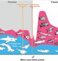 Cartilaginous fishes were very diverse during the Permian period. However, after severe losses among cartilaginous fishes during the Middle Permian extinction, bony fishes experienced a massive diversification in the subsequent Trias period.