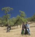 Research by WHOI paleoclimatologist Kevin Anchukaitis, left, and Univ. of Minnesota assistant professor Dan Griffin has shown that the drought of 2012-2014 has been the worst in 1,200 years. They used tree-rings from centuries-old blue oak like the one pictured to provide long-term context for the ongoing California drought.