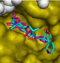 This is a computer simulation of the interaction between the  borrelidin analogue BC220 and the tRNA synthetase of <i>Plasmodium</i>.
