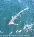 Climate change is projected to shift the distribution of thresher sharks northward. Climate change is projected to shift the distribution of thresher sharks northward.