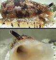 Images of the cone snail <i>Conus geographus</i> attempting to capture fish prey. As the snails approach potential prey, they release a specialized insulin into the water, along with neurotoxins that inhibit sensory circuits, resulting in hypoglycemic, sensory-deprived fish that are easier to engulf with their large, distensible false mouths. Once engulfed, powerful paralytic toxins are injected by the snail into each fish.