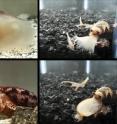 The images show two species of cone snail, <i>Conus geographus</i> (left) and <i>Conus tulipa</i> (right) attempting to capture their fish prey. As they approach potential prey, the snails release a specialized insulin into the water, along with neurotoxins that inhibit sensory circuits, resulting in hypoglycemic, sensory-deprived fish that are easier to engulf with their large, distensible false mouths. Once engulfed, powerful paralytic toxins are injected by the snail into each fish.