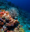 Coral reefs are one of the key calcifying species threatened by ocean acidification.