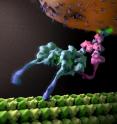 A team led by scientists at The Scripps Research Institute has determined the basic structural organization of a molecular motor that hauls cargoes and performs other critical functions within cells. The complex's large size, myriad subunits and high flexibility have until now restricted structural studies to small pieces of the whole.