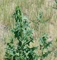 Prickly lettuce, the wild relative of cultivated lettuce, is a potential source for the production of natural rubber.