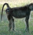 Noodle, a female baboon from Kenya, reveals her bright red swollen bottom -- a sign that her time of ovulation is near. Researchers have long thought that baboon males prefer females with bigger backsides as the mark of a good mother, but a new study suggests that the size of a female's swollen rump doesn't matter as much as previously thought.