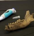 This image compares an ancient Taimyr Wolf bone from the lower jaw to a modern pipette.