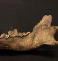 This is an ancient Taimyr Wolf bone from the lower jaw. The animal lived approximately 27,000 to 40,000 years ago.