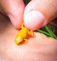 One of the species of miniaturized frog found in the Brazilian Atlantic Forest, shows the extent of the miniaturization.