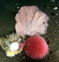 These deep-water corals live in the cold waters of the Bering Sea north of the Aleutian Islands.