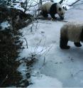 A GPS-collared Mei Mei (right) and her cub being tracked in Wolong Nature Reserve.