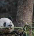 A panda munches bamboo in the Wolong Nature Reserve.