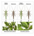 A new study involving CU-Boulder looks at the role of natural selection on three types of stick insect belonging to the species <em>Timema cristinae</em>. The illustration shows how green, striped, and melanistic, or brown varieties have evolved camouflaged appearances matching them to certain areas on two separate species of shrub.