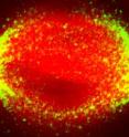 During cell division, the mitotic spindle divides up duplicate DNA for the two future daughter cells. The researchers found that the motor protein kinesin-5 (green) helps prepare the spindle by organizing its filaments, or microtubules, (red) by pushing them or acting as a brake.