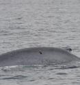 Temporary tags helped researchers understand blue whale feeding strategies. Image collected under NOAA Fisheries permit