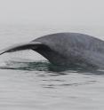 Blue whales are believed to be the largest animals that have ever lived. Image collected under NOAA Fisheries permit