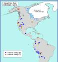 This map shows the location of the Upward Sun River site in Alaska where the remains of two infants, Upward Sun River individuals 1 and 2, were found in an 11,500-year-old burial. A new University of Utah analysis shows the infants belong to two genetic groups or lineages known as B2 and C1. The maps shows other Native American groups throughout the Americas that are part of the same lineages.