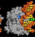 The new type of DNA repair enzyme, AlkD on the left, can identify and remove a damaged DNA base without forcing it to physically "flip" to the outside of the DNA backbone, which is how all the other DNA repair enzymes in its family work, as illustrated by the human AAG enzyme on the right. The enzymes are shown in grey, the DNA backbone is orange, normal DNA base pairs are yellow, the damaged base is blue and its pair base is green.