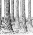 This is a reconstructed drawing of Svalbard fossil forest.