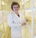 A team of scientists from the John Innes Centre and The Sainsbury Laboratory (UK), have shown that the very latest gene-editing technology CRISPR, can be used to make targeted changes or edits to specific genes in two UK crops, a broccoli-like Brassica and barley.