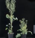 The picture shows an edited plant on the right which is shorter and has an altered pod structure. The wildtype plant is on the left.